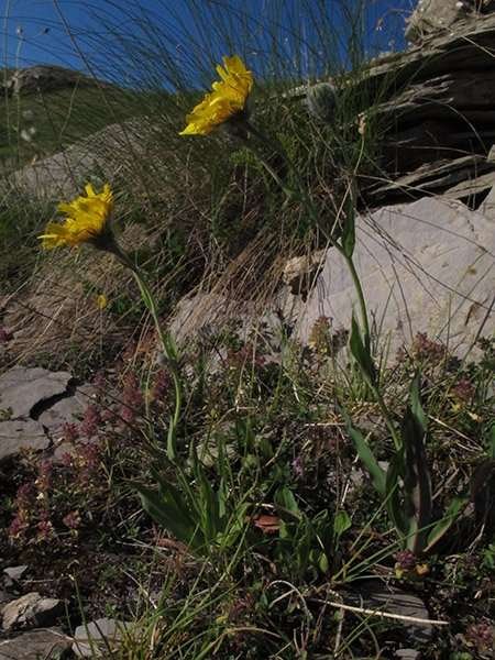 <i>Hieracium scorzonerifolium</i> Vill. subsp. <i>flexuosum</i> Waldst. & Kit. ex Nägeli & Peter