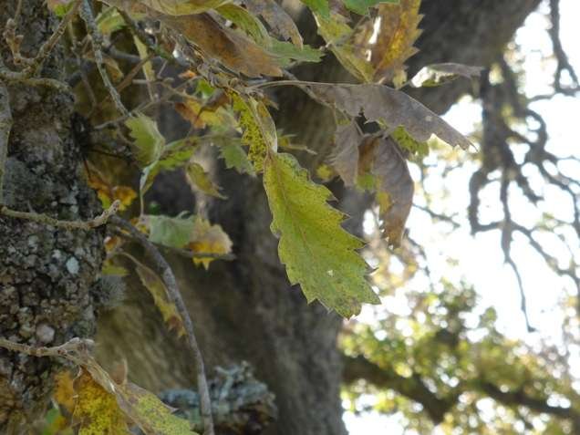 <i>Quercus ithaburensis</i> Decne. subsp. <i>macrolepis</i> (Kotschy) Hedge & Yalt.