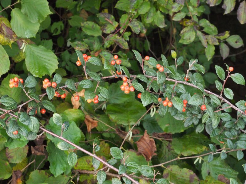 <i>Cotoneaster franchetii</i> Bois