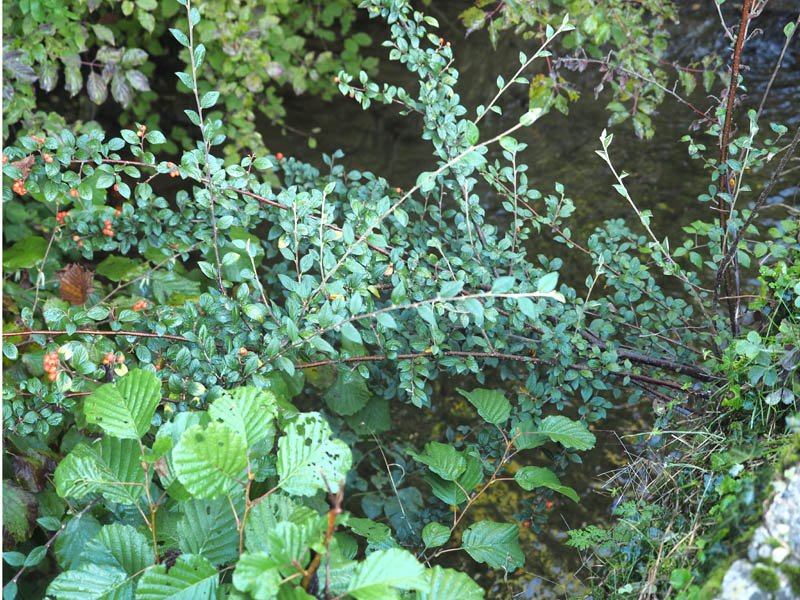 <i>Cotoneaster franchetii</i> Bois