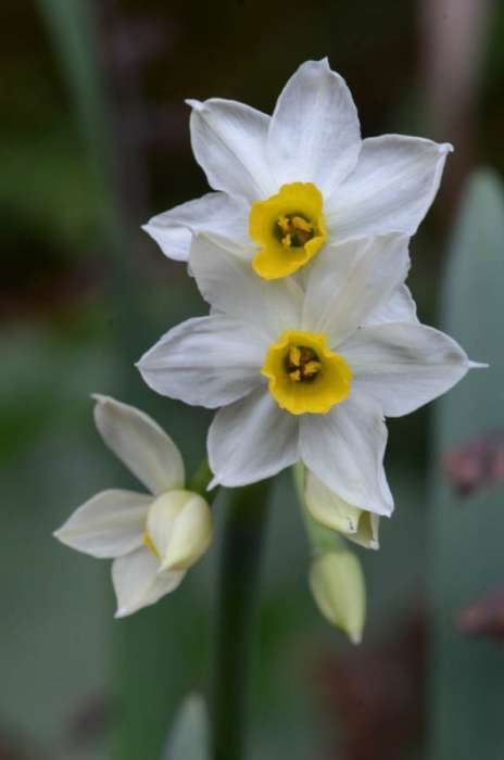 <i>Narcissus Tazetta</i> Daffodil Group (Division 8)