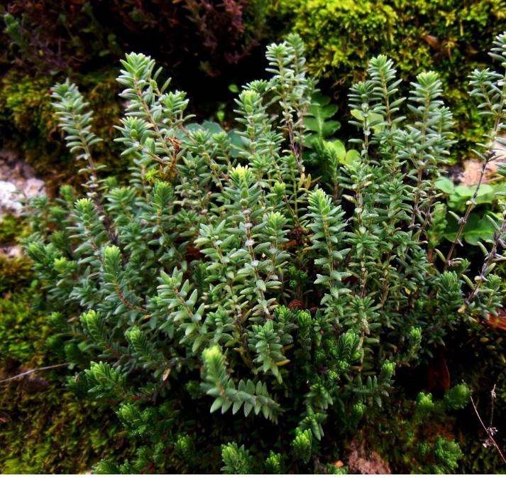 <i>Micromeria graeca</i> (L.) Benth. ex Rchb. subsp. <i>tenuifolia</i> (Ten.) Nyman
