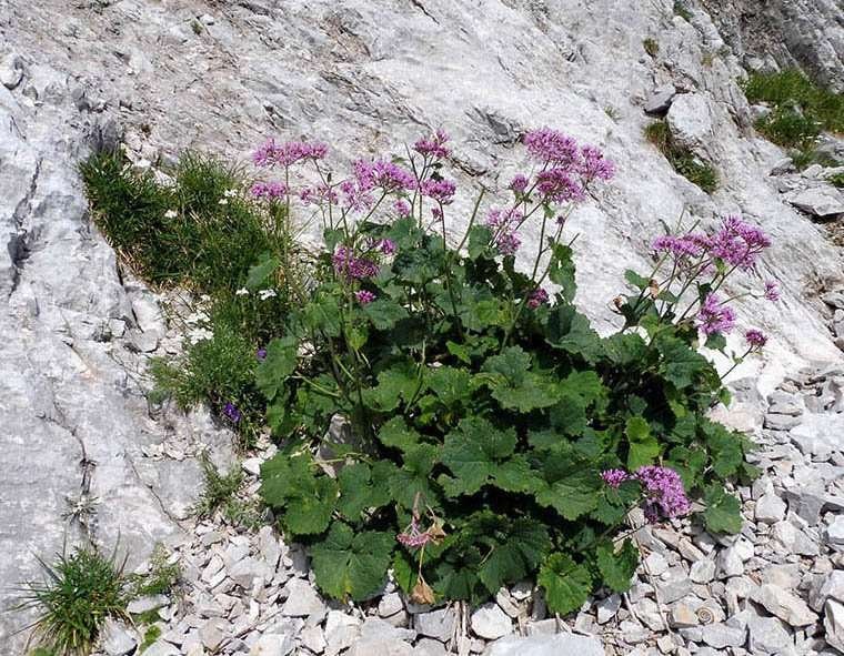 <i>Adenostyles alpina</i> (L.) Bluff & Fingerh.