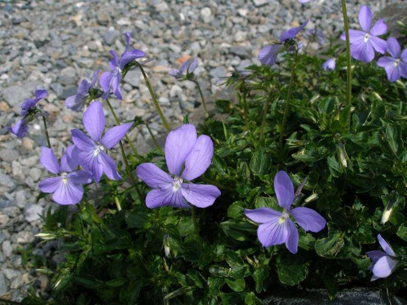 <i>Viola cornuta</i> L.