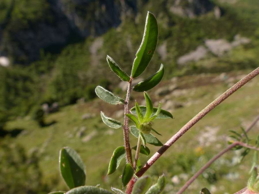 <i>Anthyllis vulneraria</i> L. subsp. <i>valesiaca</i> (Beck) Guyot