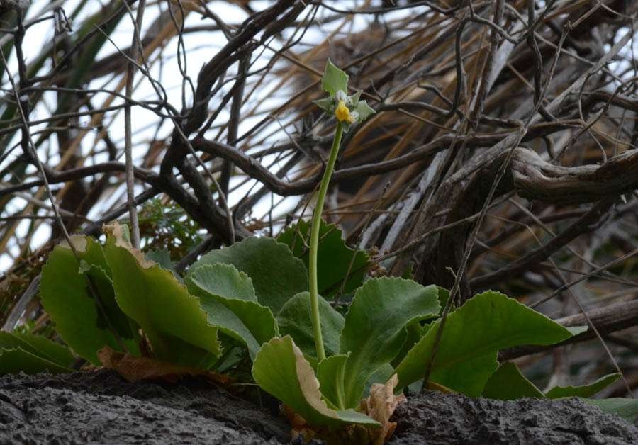<i>Primula palinuri</i> Petagna