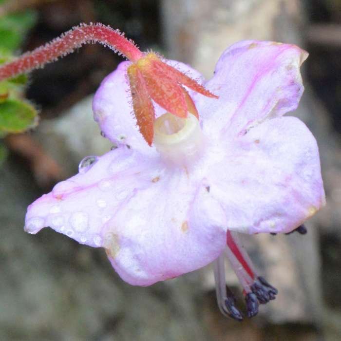 <i>Rhodothamnus chamaecistus</i> (L.) Rchb.