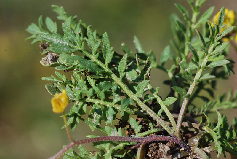 <i>Rorippa sylvestris</i> (L.) Besser subsp. <i>sylvestris</i>