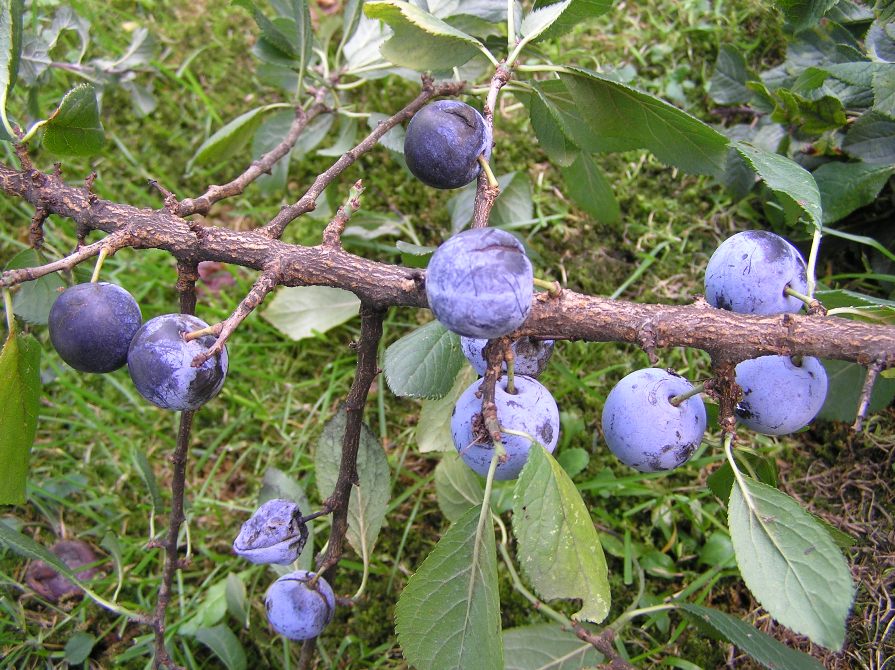 Prunus insititia (4) -.JPG