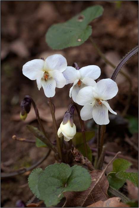 <i>Viola alba</i> Besser subsp. <i>alba</i>
