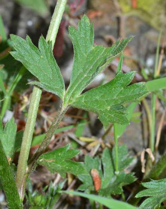 <i>Ranunculus pratensis</i> C.Presl