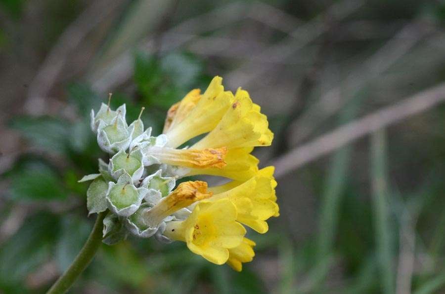<i>Primula palinuri</i> Petagna