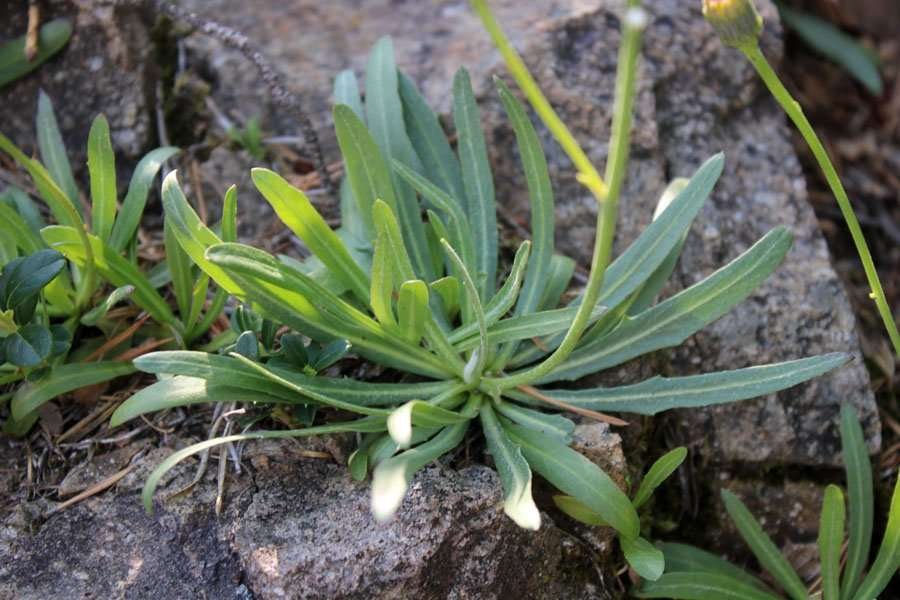 <i>Tolpis staticifolia</i> (All.) Sch.Bip.