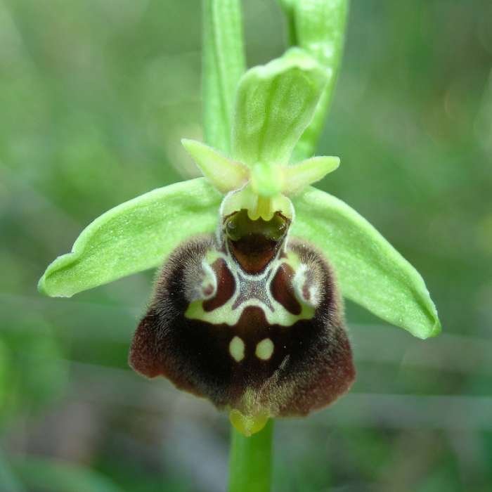 <i>Ophrys parvimaculata</i> (O.Danesch & E.Danesch) Paulus & Gack