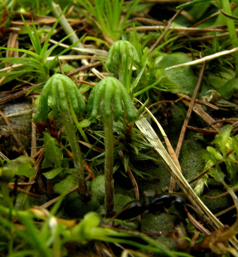 Marchantiaceae: Marchantia polymorpha L. - archegoniofori (Marchantiophyta)