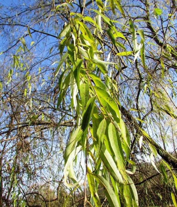 <i>Salix x pendulina</i> Wender.