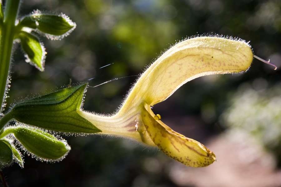 <i>Salvia glutinosa</i> L.