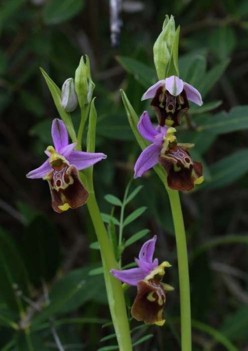 <i>Ophrys apulica</i> (O.Danesch & E.Danesch) O.Danesch & E.Danesch