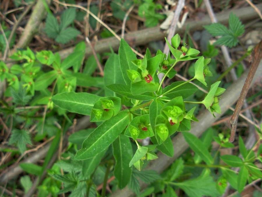 Euphorbia dulcis L.-04-04-16-S.Anna 148.jpg