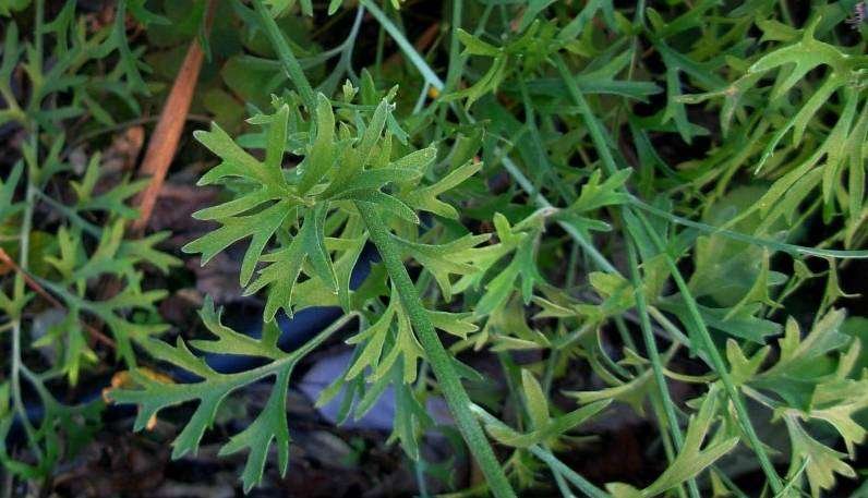<i>Tanacetum cinerariifolium</i> (Trevir.) Sch.Bip.