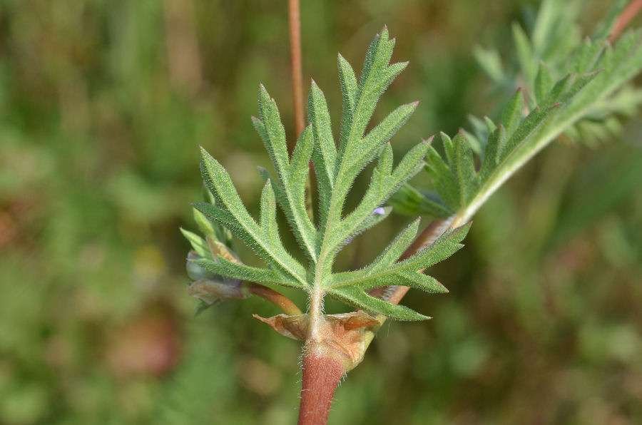 <i>Erodium laciniatum</i> (Cav.) Willd. subsp. <i>laciniatum</i>
