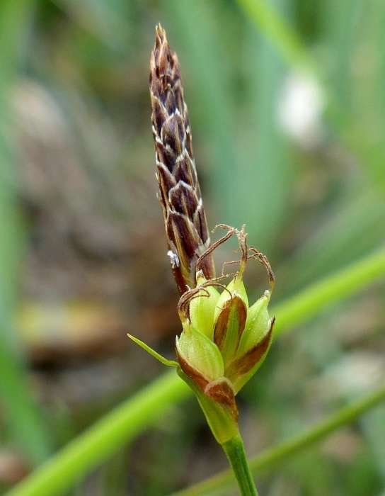 <i>Carex halleriana</i> Asso