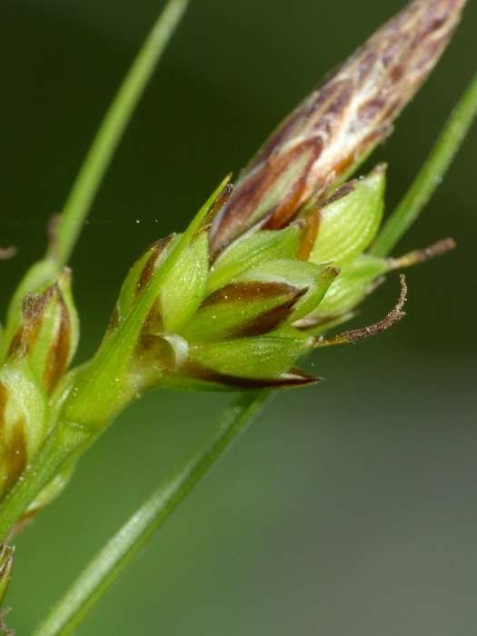 <i>Carex halleriana</i> Asso