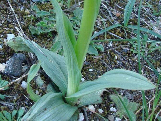 <i>Ophrys annae</i> Devillers-Tersch. & Devillers