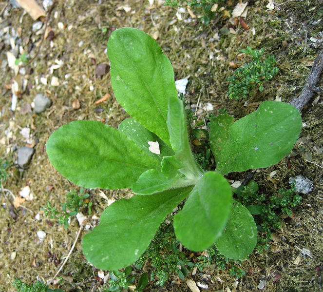 <i>Gamochaeta pensylvanica</i> (Willd.) Cabrera