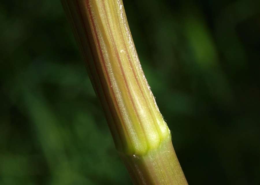 <i>Smyrnium perfoliatum</i> L.