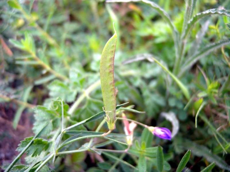 <i>Lathyrus angulatus</i> L.