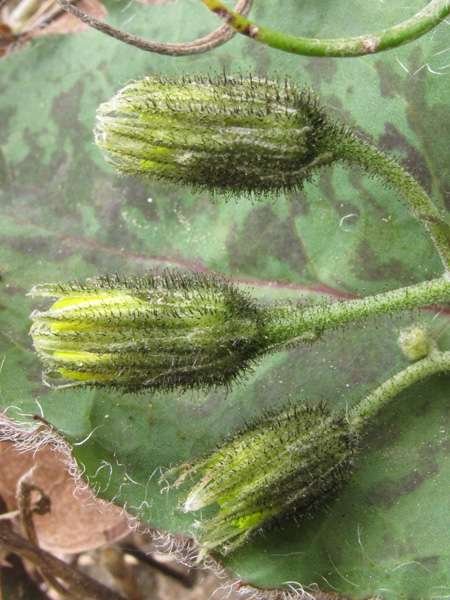<i>Hieracium glaucinum</i> Jord.