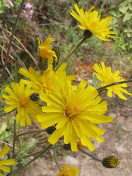 <i>Hieracium hypochoeroides</i> S.Gibson