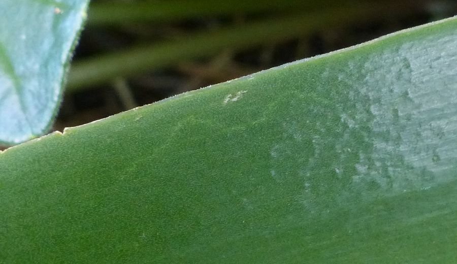 <i>Oncostema peruvianum</i> (L.) Speta