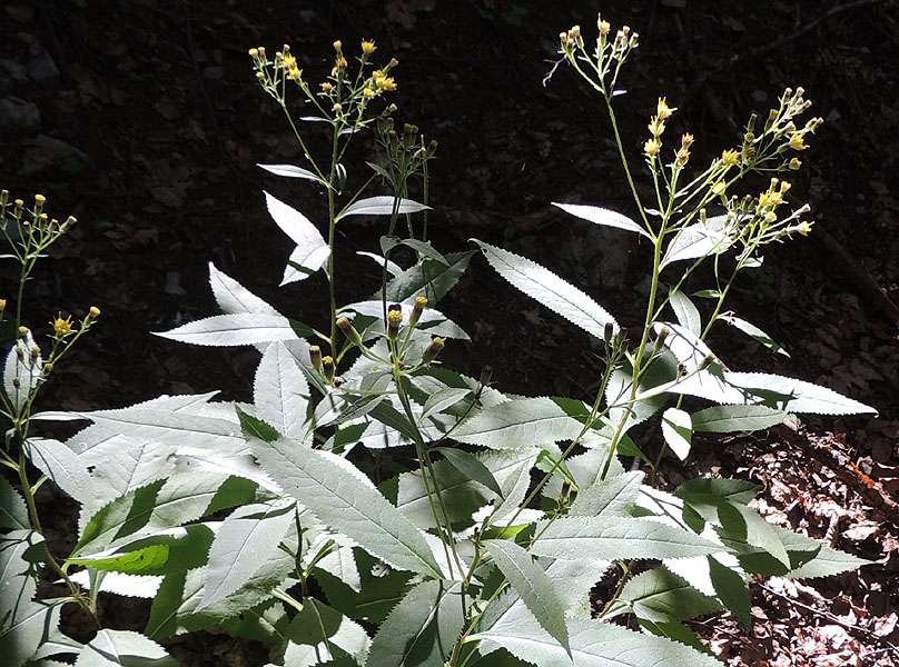 <i>Senecio ovatus</i> (G.Gaertn., B.Mey. & Scherb.) Willd. subsp. <i>stabianus</i> (Lacaita) Greuter