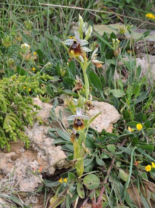 <i>Ophrys biancae</i> (Tod.) Macch.
