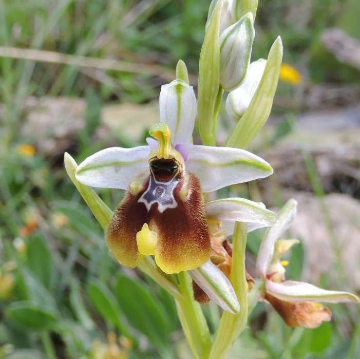 <i>Ophrys biancae</i> (Tod.) Macch.