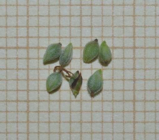 <i>Carex pilulifera</i> L. subsp. <i>pilulifera</i>