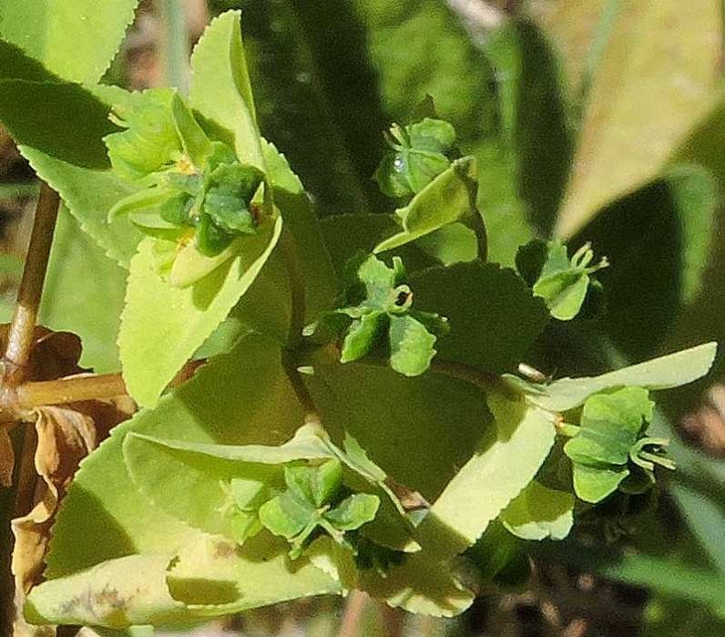 <i>Euphorbia pterococca</i> Brot.