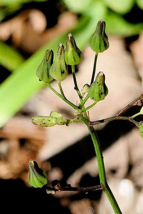 <i>Youngia japonica</i> (L.) DC. subsp. <i>japonica</i>