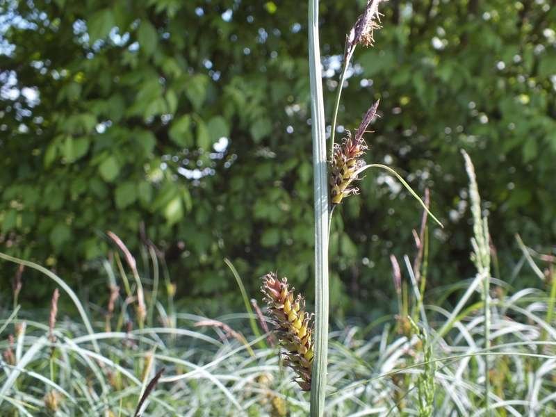 <i>Carex melanostachya</i> Willd.