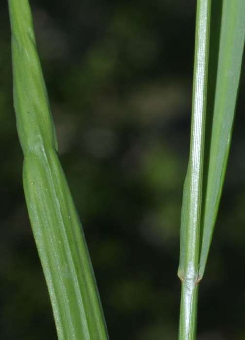 <i>Melica minuta</i> L. subsp. <i>latifolia</i> (Coss.) W.Hempel