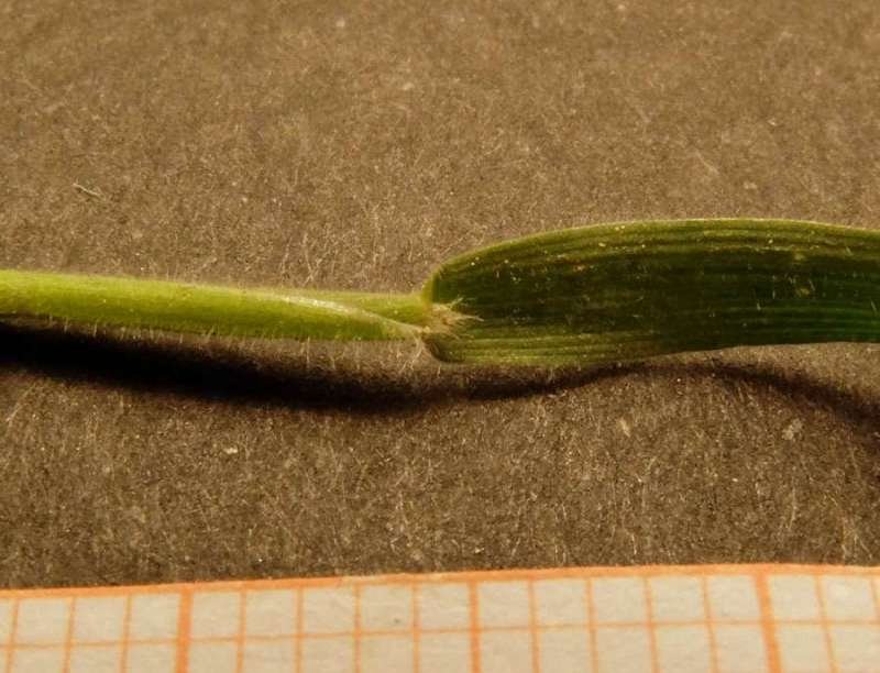 <i>Lagurus ovatus</i> L. subsp. <i>nanus</i> (Guss.) Messeri