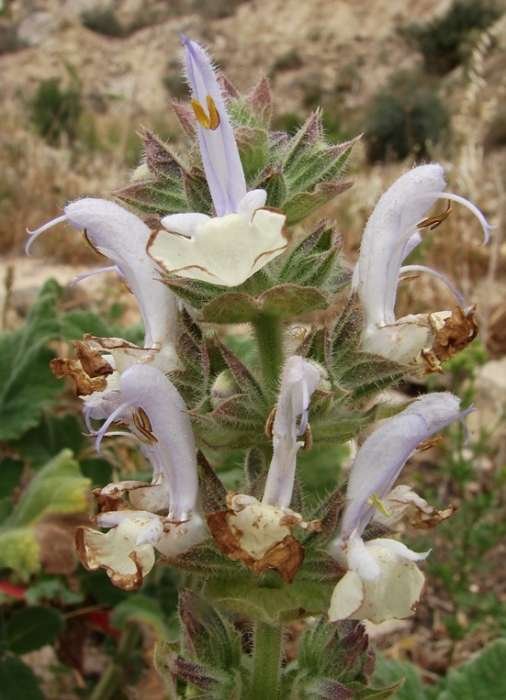 <i>Salvia desoleana</i> Atzei & V.Picci