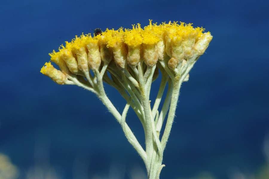 <i>Helichrysum litoreum</i> Guss.