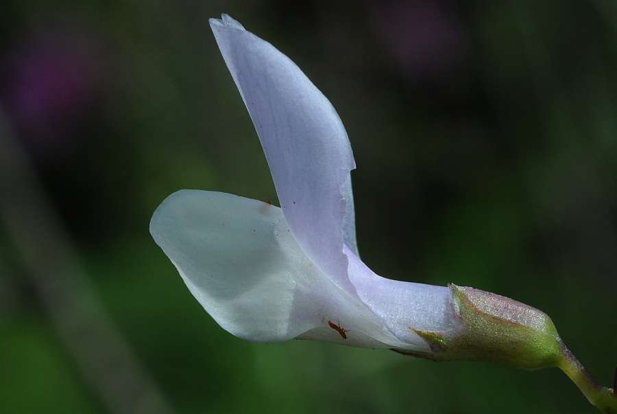 <i>Vicia altissima</i> Desf.