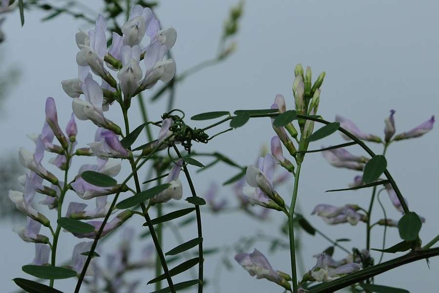 <i>Vicia altissima</i> Desf.