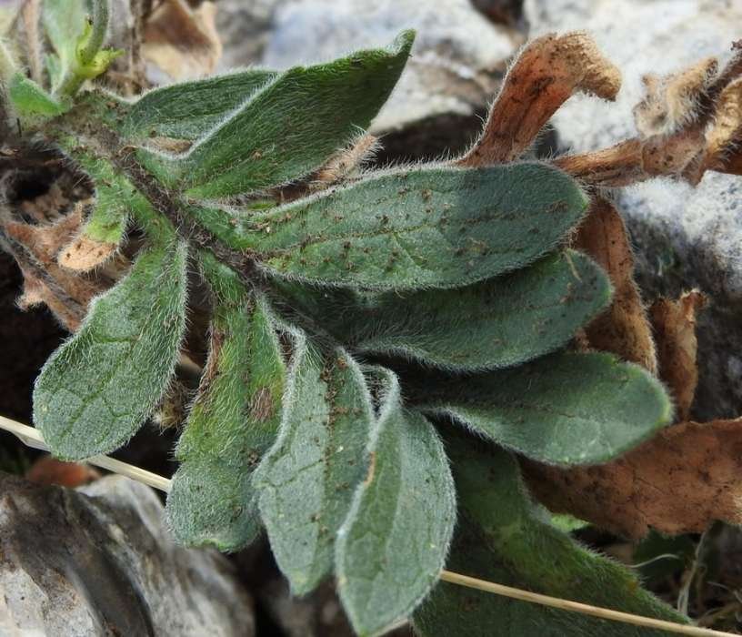 <i>Knautia calycina</i> (C.Presl) Guss.