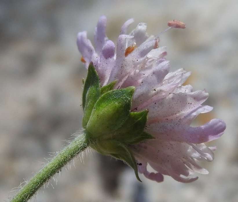 <i>Knautia calycina</i> (C.Presl) Guss.