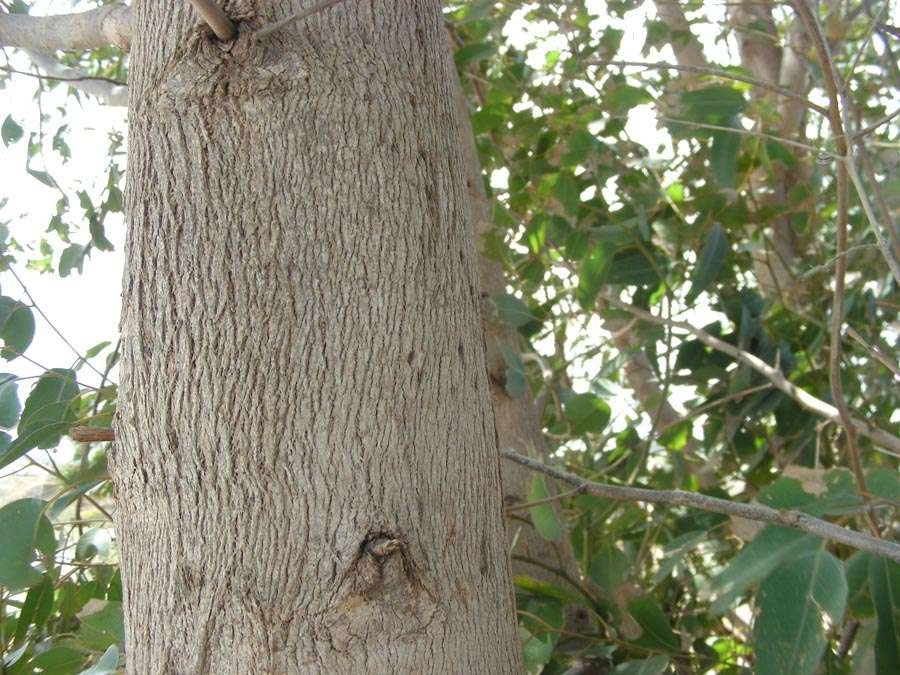 <i>Eucalyptus gomphocephala</i> DC.